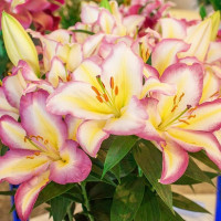  Лилия восточная Captain Tricolor (Капитан Триколор)