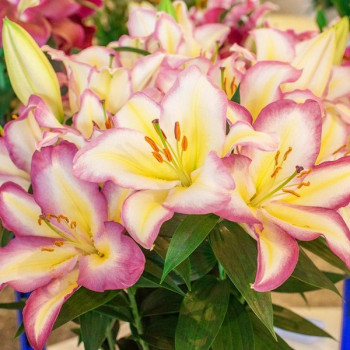  Лилия восточная Captain Tricolor (Капитан Триколор)