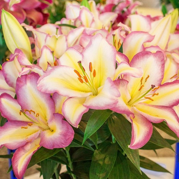  Лилия восточная Captain Tricolor (Капитан Триколор)