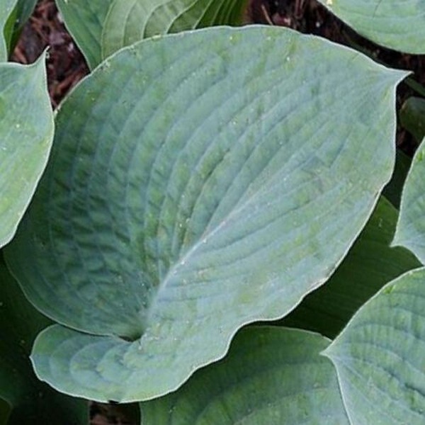 Саженцы Хоста Bressingham Blue (Брессингам Блю) L