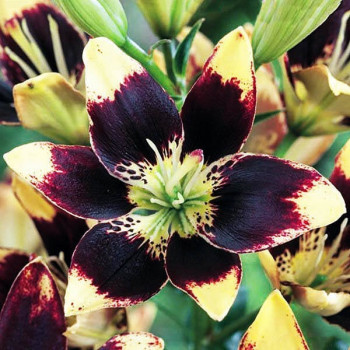  Лилия биколор азиатская Easy Dance (Изи Данс)