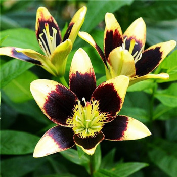  Лилия биколор азиатская Easy Dance (Изи Данс)