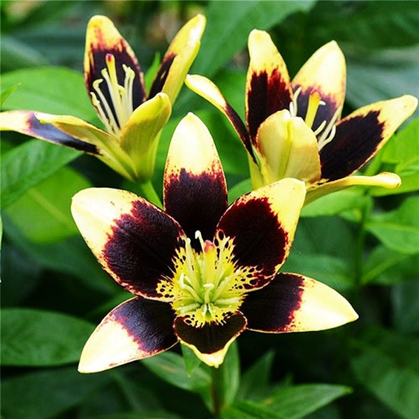  Лилия биколор азиатская Easy Dance (Изи Данс)