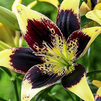  Лилия биколор азиатская Easy Dance (Изи Данс)