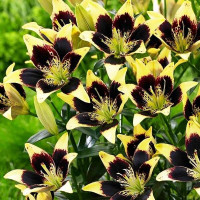  Лилия биколор азиатская Easy Dance (Изи Данс)