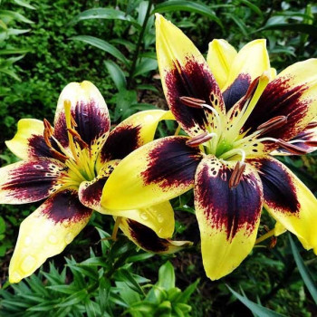  Лилия биколор азиатская Easy Dance (Изи Данс)