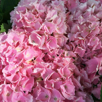 Гортензия крупнолистная Pink Sensation (Пинк Сенсейшн)