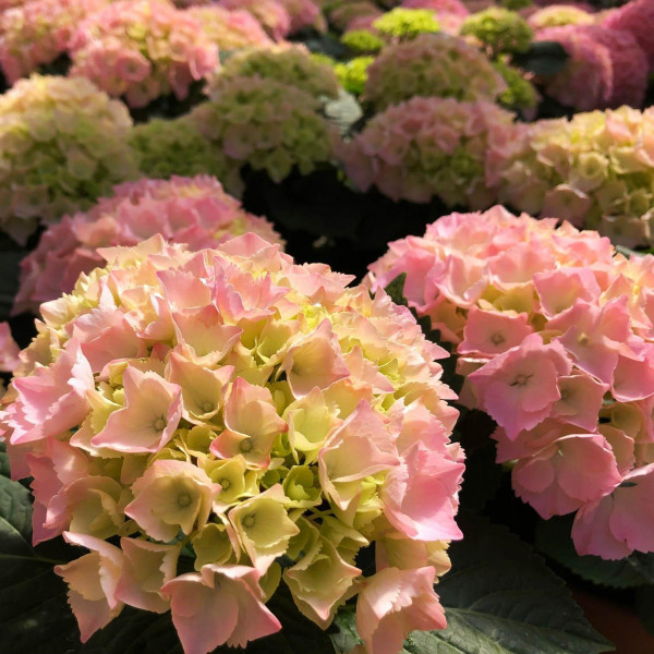 Гортензия крупнолистная Pink Sensation (Пинк Сенсейшн)