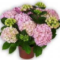 Гортензия крупнолистная Pink Sensation (Пинк Сенсейшн)