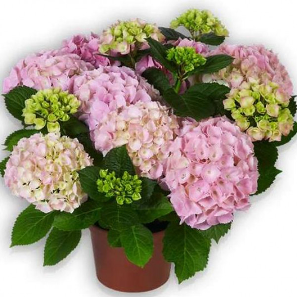 Гортензия крупнолистная Pink Sensation (Пинк Сенсейшн)