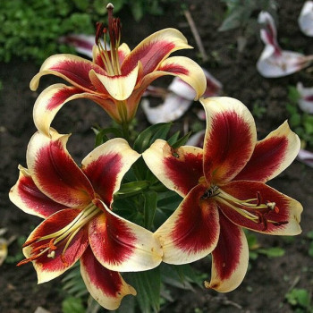  Лилия Ред Датч