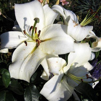  Лилия ОТ гибрид Pretty Women (Притти Вумен)