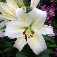  Лилия ОТ гибрид Pretty Women (Притти Вумен)