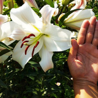  Лилия ОТ гибрид Pretty Women (Притти Вумен)