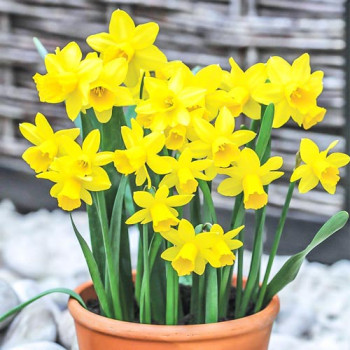 Нарцисс мини Тет-а-Тет (в упаковке - 3шт.)