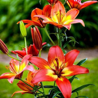 Лилия азиатская Foreve Linda (Форева Линда)