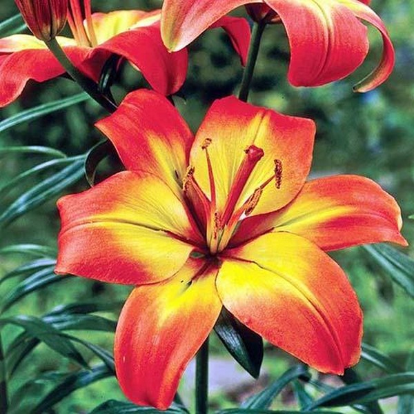  Лилия азиатская Foreve Linda (Форева Линда)