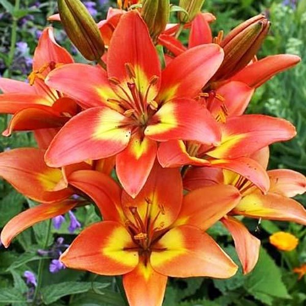  Лилия азиатская Foreve Linda (Форева Линда)