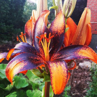  Лилия азиатская Paris Heart (Париж Харт)