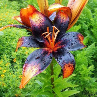  Лилия азиатская Paris Heart (Париж Харт)