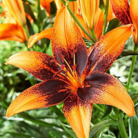  Лилия азиатская Paris Heart (Париж Харт)