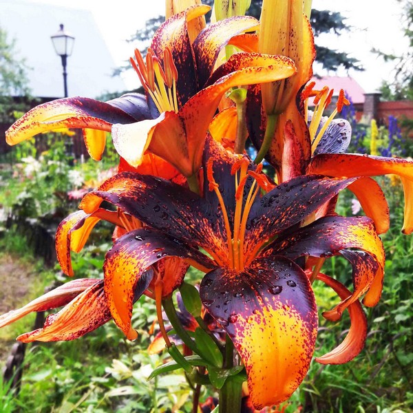  Лилия азиатская Paris Heart (Париж Харт)