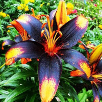  Лилия азиатская Paris Heart (Париж Харт)