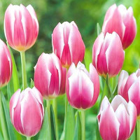 Тюльпан Триумф Синаеда Блю (в упаковке - 3шт.)