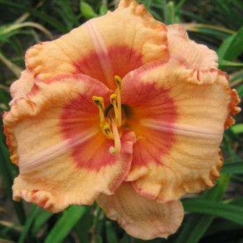 Саженцы Лилейник Spacecoast Sweet Eye (Спейскоуст Свит Ай)