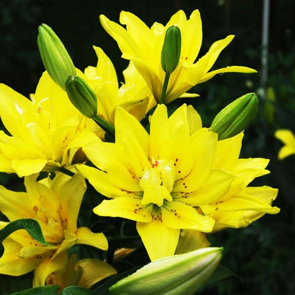  Лилия азиатская Fata Morgana (Фата Моргана)