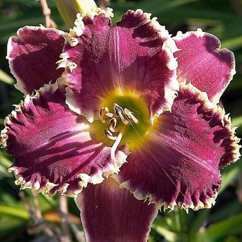 Саженцы Лилейник Sp. Sharp Tooth (Сп. Шарм Тус)