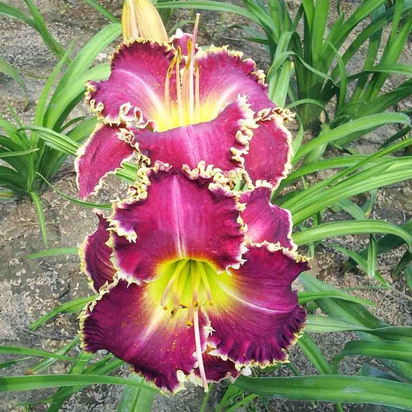 Саженцы Лилейник Sp. Sharp Tooth (Сп. Шарм Тус)