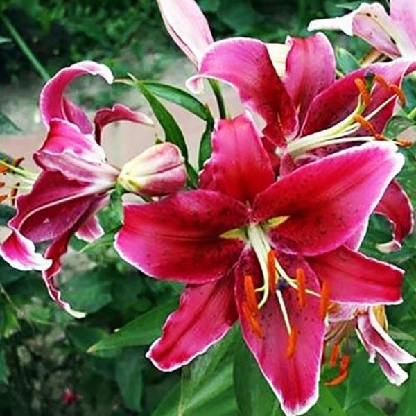  Лилия восточная Kissproof (Кисспруф)
