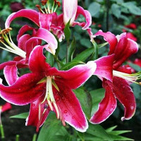  Лилия восточная Kissproof (Кисспруф)