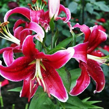  Лилия восточная Kissproof (Кисспруф)