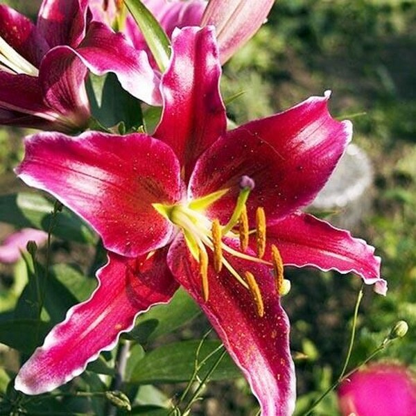  Лилия восточная Kissproof (Кисспруф)