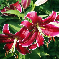  Лилия восточная Kissproof (Кисспруф)