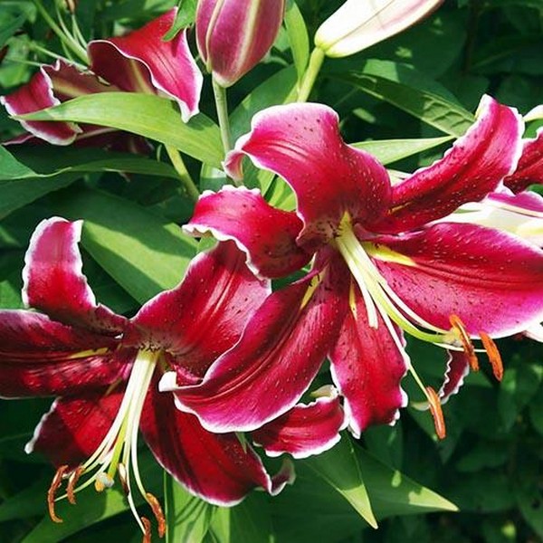  Лилия восточная Kissproof (Кисспруф)