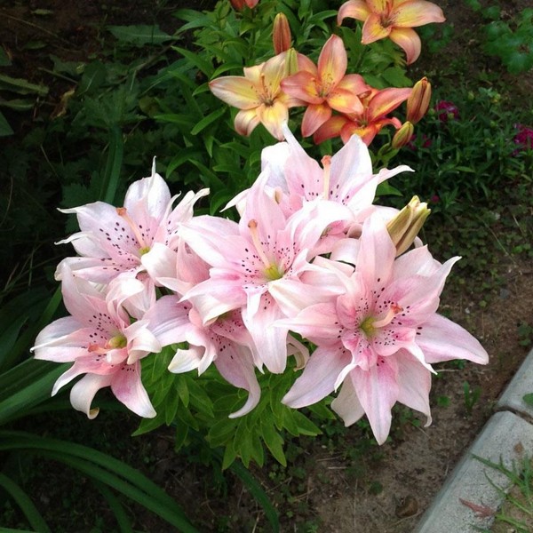  Лилия азиатская Elodie (Элоди)