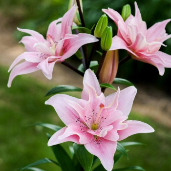  Лилия азиатская Elodie (Элоди)