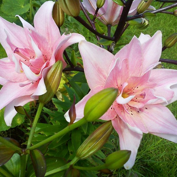  Лилия азиатская Elodie (Элоди)