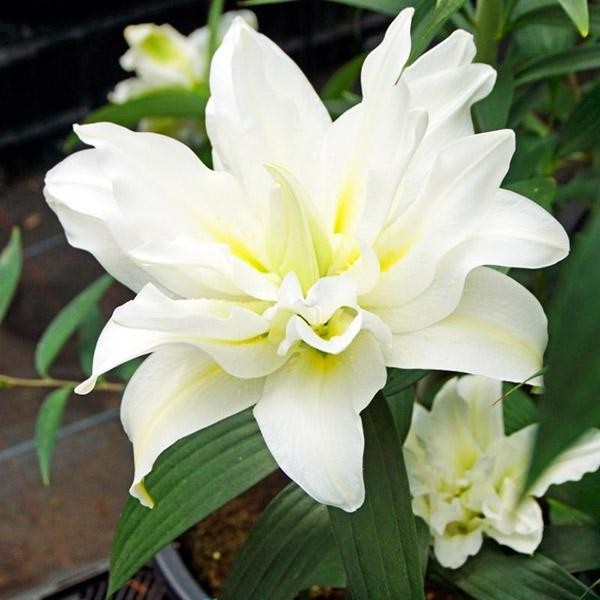  Лилия махровая восточная Blizzard (Близзард)