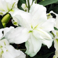  Лилия махровая восточная Blizzard (Близзард)