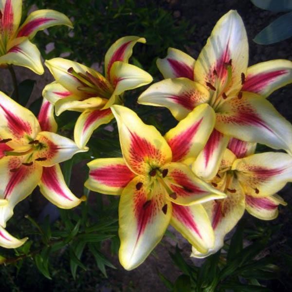  Лилия ОА гибрид Sunny Crown (Санни Краун)