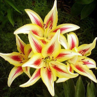  Лилия ОА гибрид Sunny Crown (Санни Краун)