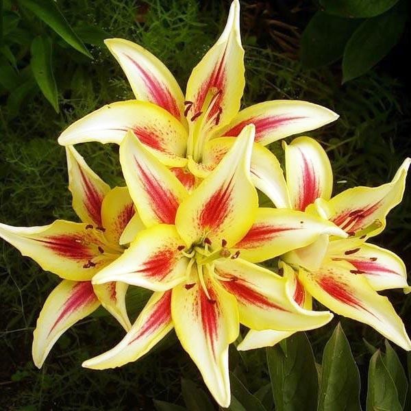  Лилия ОА гибрид Sunny Crown (Санни Краун)