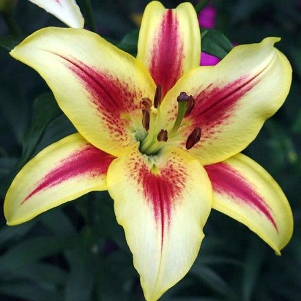  Лилия ОА гибрид Sunny Crown (Санни Краун)