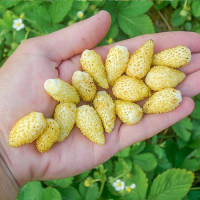 Клубника (мелкоплодная) Желтое чудо 5 шт. в упаковке