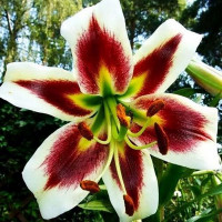  Лилия ОТ гибрид Beverly Dream (Беверли Дрим)