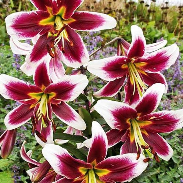  Лилия ОТ гибрид Beverly Dream (Беверли Дрим)